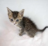 Mambo - Photo 2