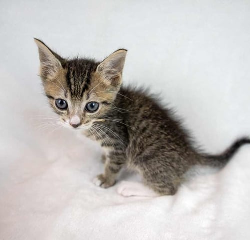 MAMBO - Domestic Long Hair / Tabby available for adoption