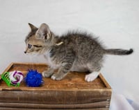 Mambo - Photo 5