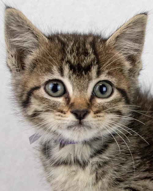 TAFFETA - Domestic Short Hair / Tabby available for adoption