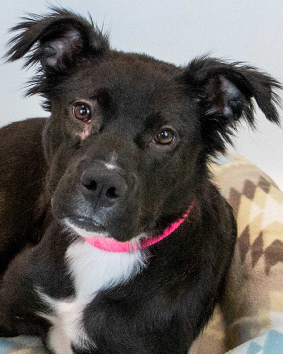 HOLLY HOBBY - Bulldog / Retriever available for adoption