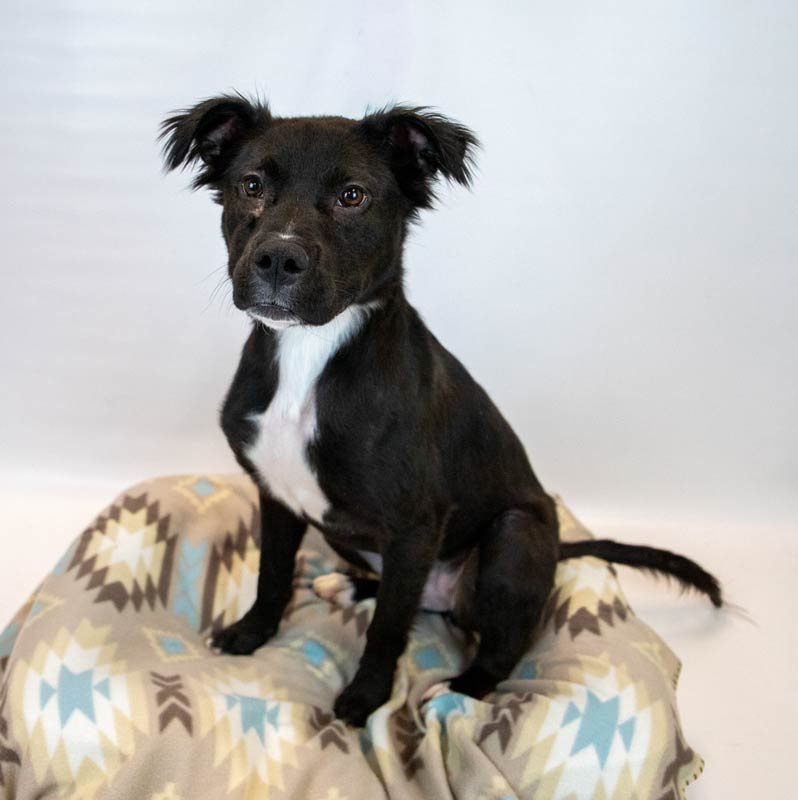 HOLLY HOBBY - Bulldog / Retriever available for adoption