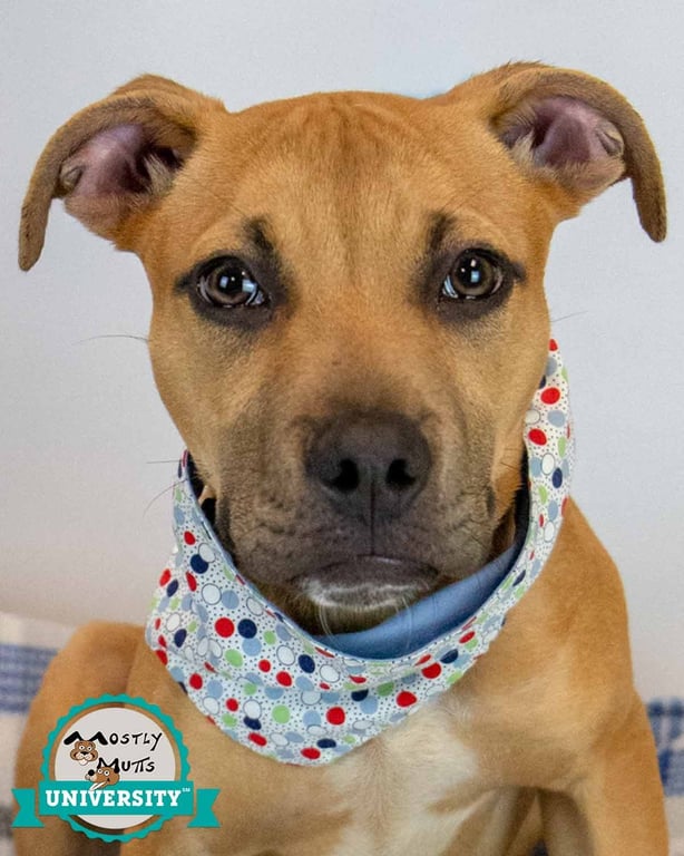 Murphy Image