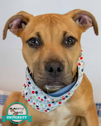 Murphy - Photo 1