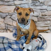 Murphy - Photo 2