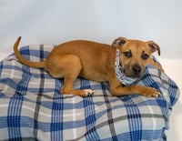 Murphy - Photo 5