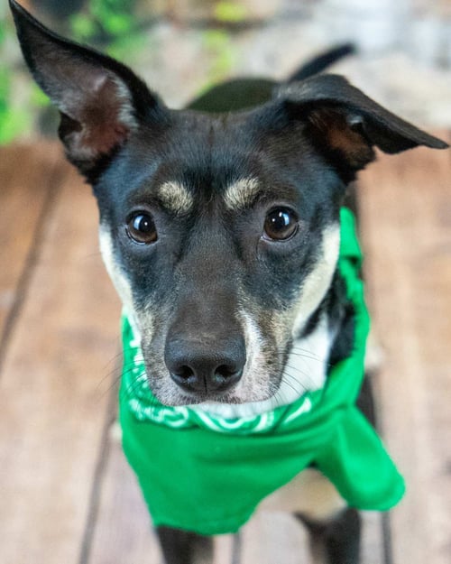 LEXINGTON - Jack Russell Terrier / Rat Terrier available for adoption
