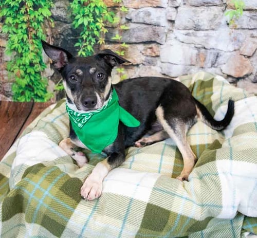 LEXINGTON - Jack Russell Terrier / Rat Terrier available for adoption