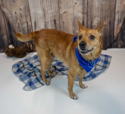 CONAN - Terrier / Spitz available for adoption