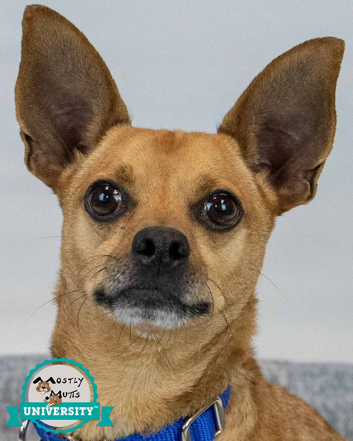 BAM BAM - Chihuahua available for adoption