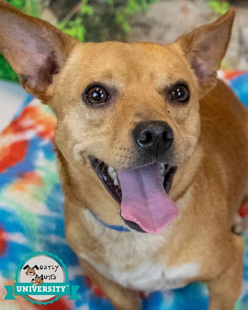 HECTOR - Chihuahua available for adoption