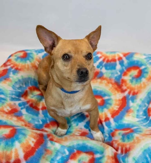 HECTOR - Chihuahua available for adoption