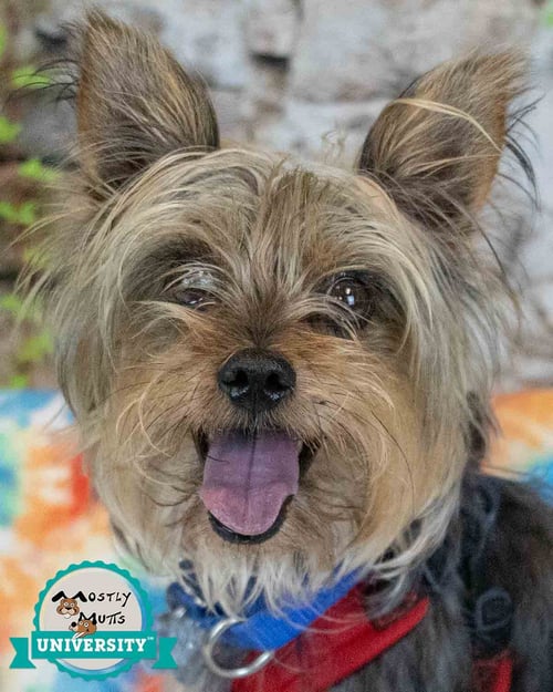 CASSIUS - Yorkshire Terrier Yorkie available for adoption