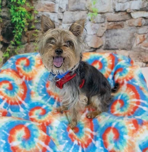 CASSIUS - Yorkshire Terrier Yorkie available for adoption