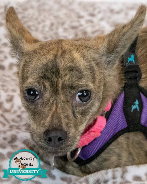 ZOLA - Chihuahua available for adoption