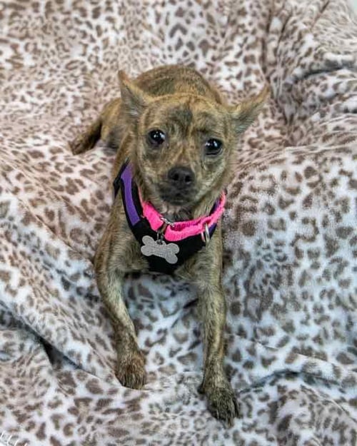 ZOLA - Chihuahua available for adoption