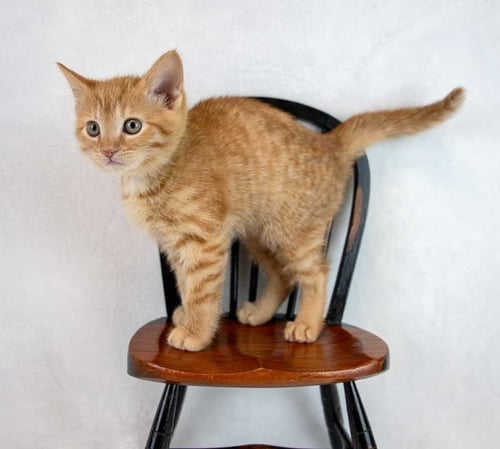 FIFI - Domestic Short Hair / Tabby available for adoption