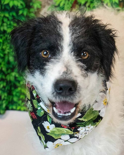 DUCHESS - Poodle (unknown type) / Border Collie available for adoption