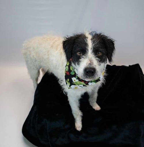 DUCHESS - Poodle (unknown type) / Border Collie available for adoption