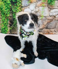 Duchess - Photo 4
