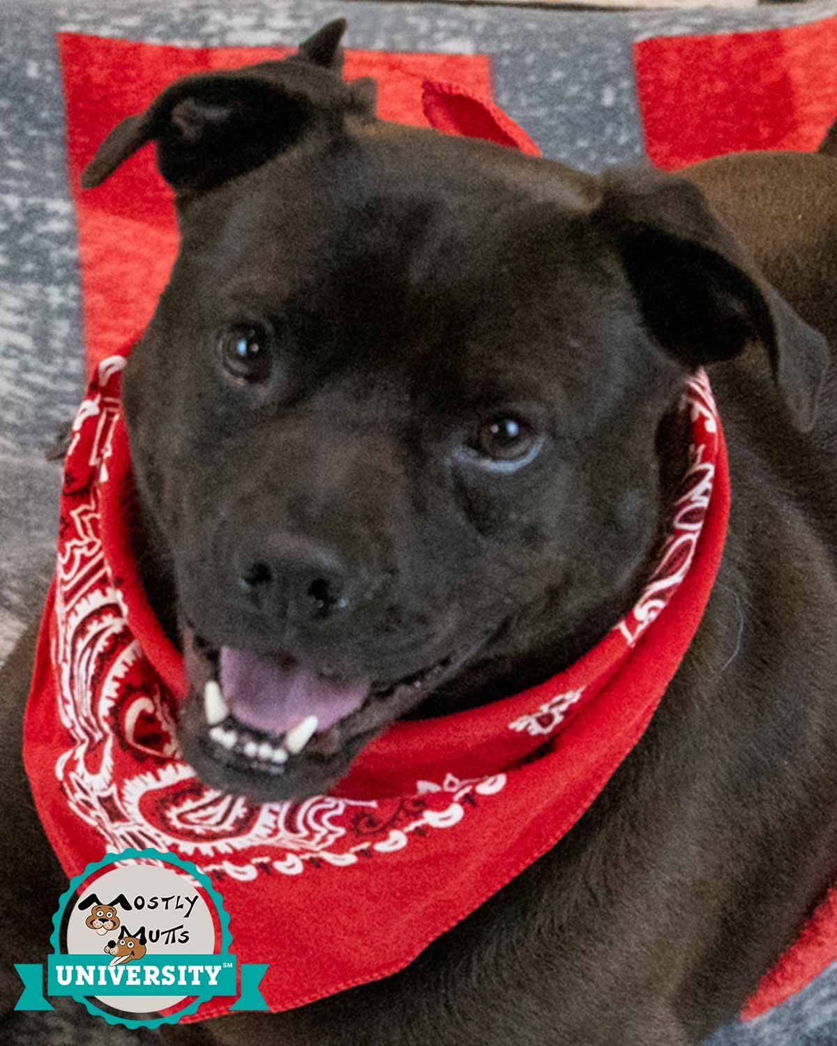 YVETTE - Pug / Bulldog available for adoption