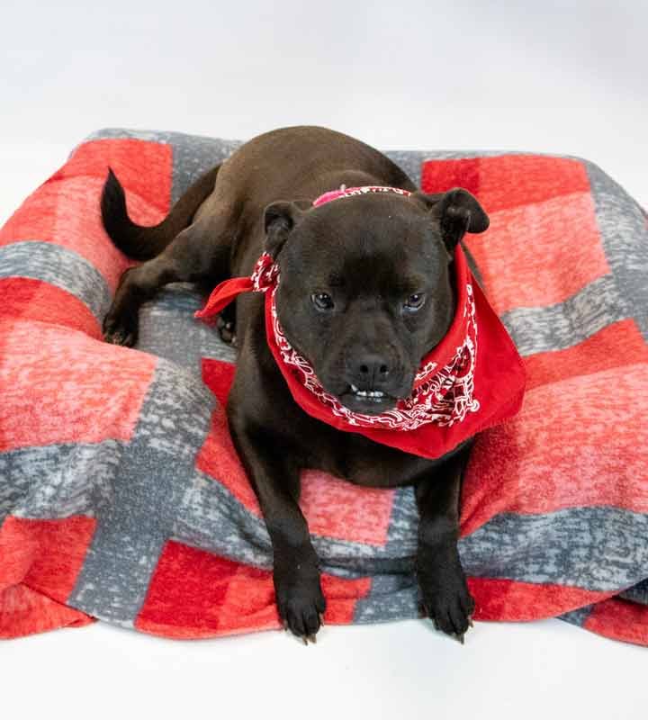 YVETTE - Pug / Bulldog available for adoption