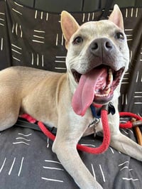 Victor - Photo 8