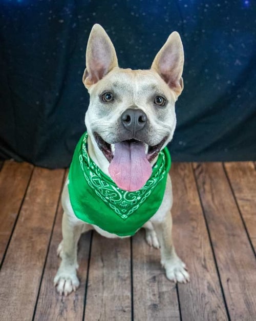 VICTOR - Bulldog available for adoption