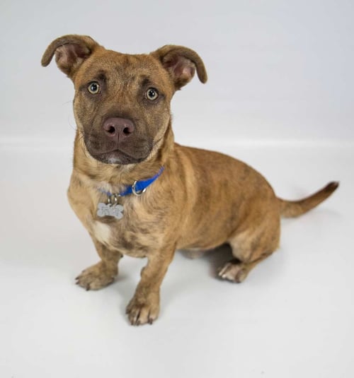 ASHER - Boxer / Corgi available for adoption