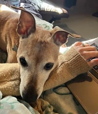 Meeko - Photo 5