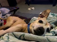 Meeko - Photo 7