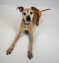Meeko - Photo 3