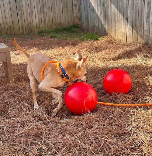 MEEKO - Jack Russell Terrier / Greyhound available for adoption