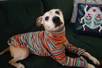 Meeko - Photo 10