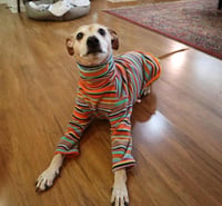 Meeko - Photo 9