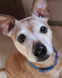 Meeko - Photo 1