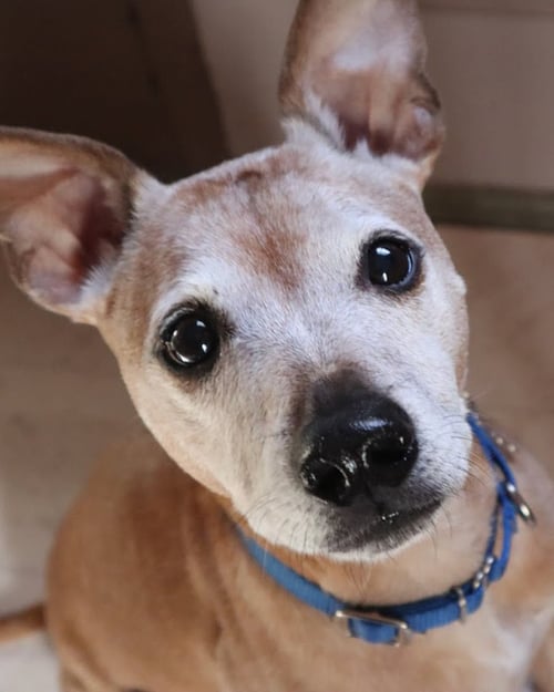 MEEKO - Jack Russell Terrier / Greyhound available for adoption