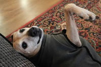 Meeko - Photo 8