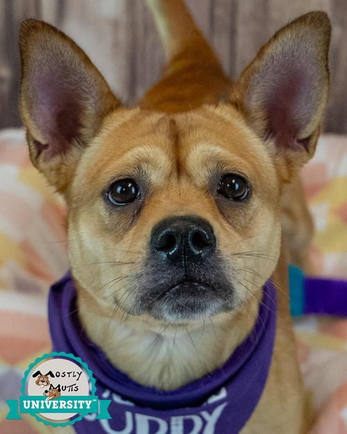 WANDA - Corgi / Bulldog available for adoption