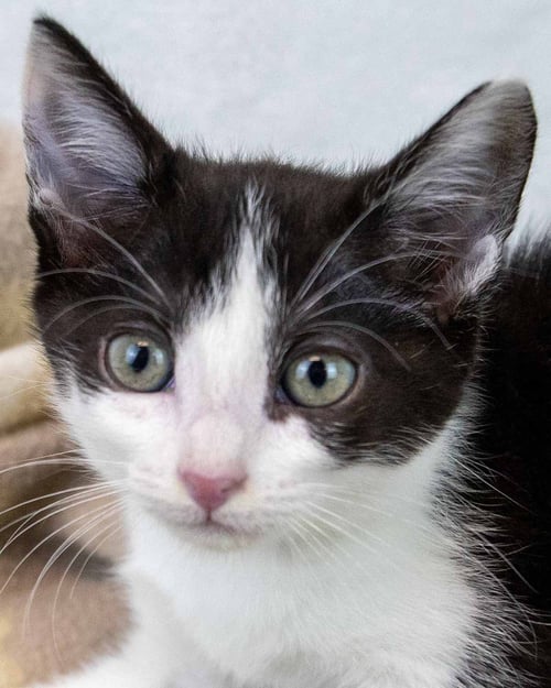 PADME - Domestic Short Hair available for adoption
