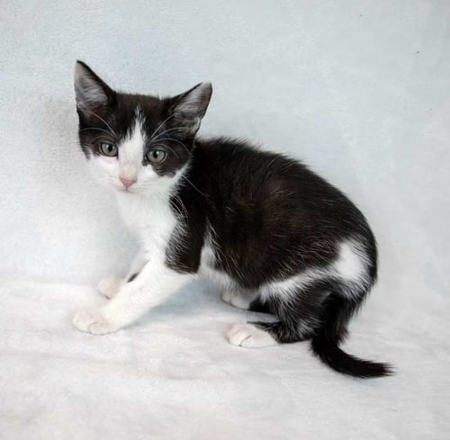 PADME - Domestic Short Hair available for adoption