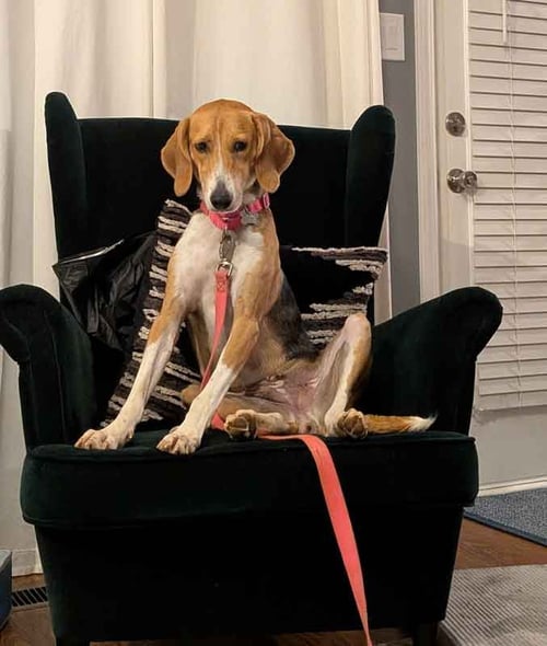 ELANA - Treeing Walker Coonhound available for adoption