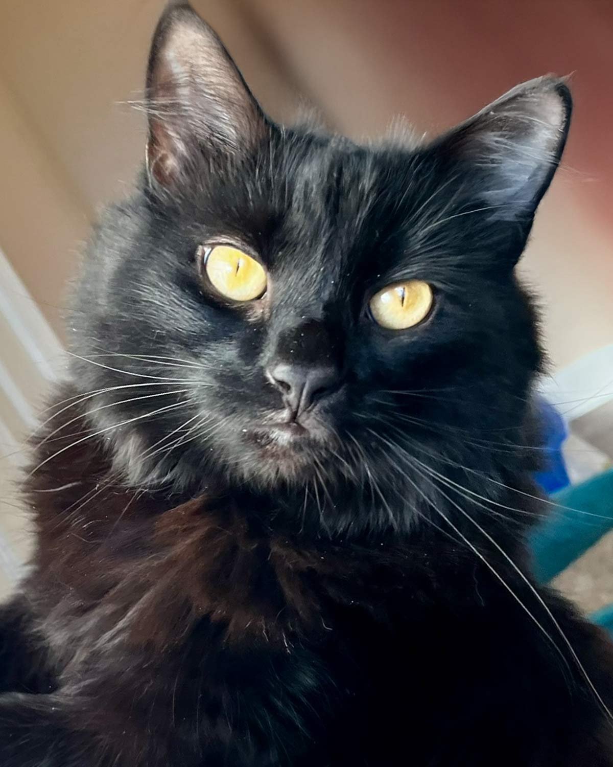 SHARNA - Domestic Long Hair available for adoption