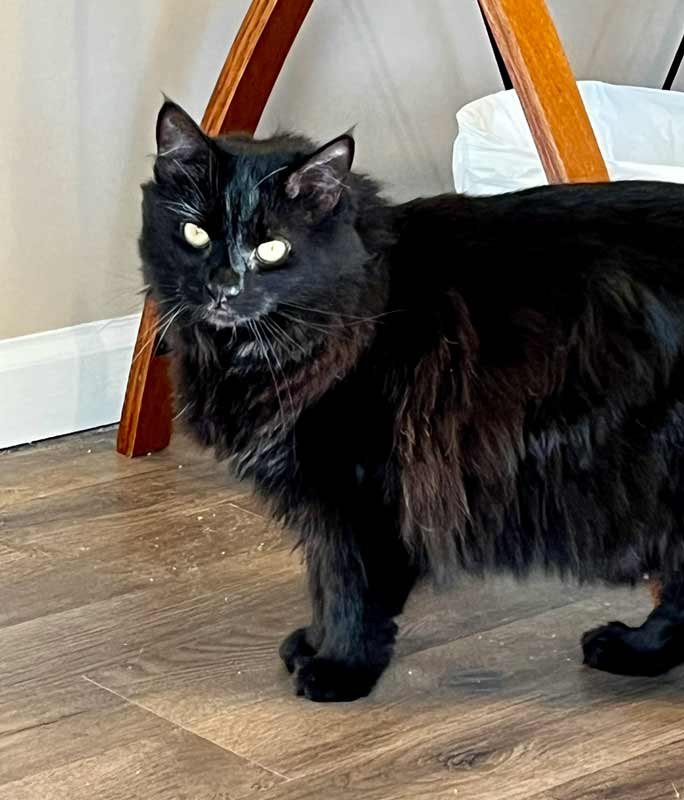 SHARNA - Domestic Long Hair available for adoption