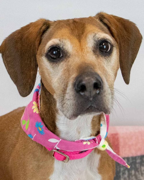 DELORES - Hound available for adoption