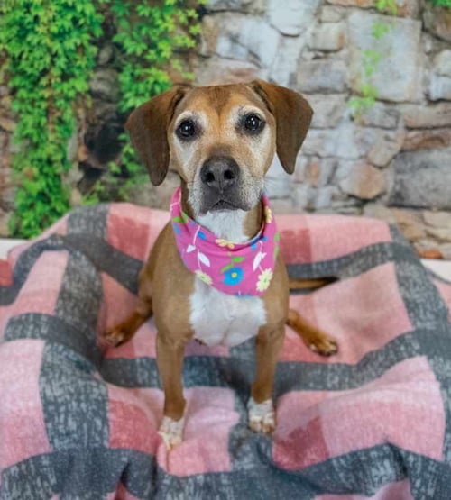 DELORES - Hound available for adoption