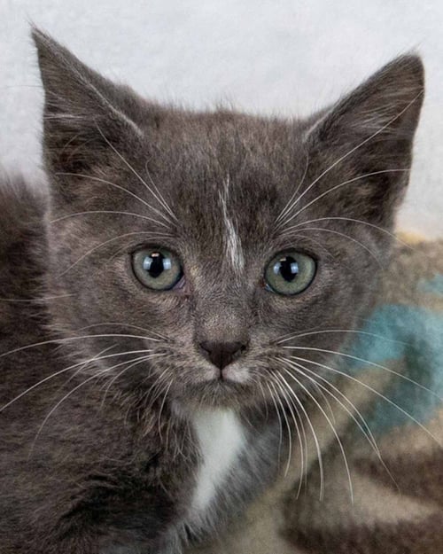 AHSOKA - Domestic Short Hair for adoption in Sandy Springs