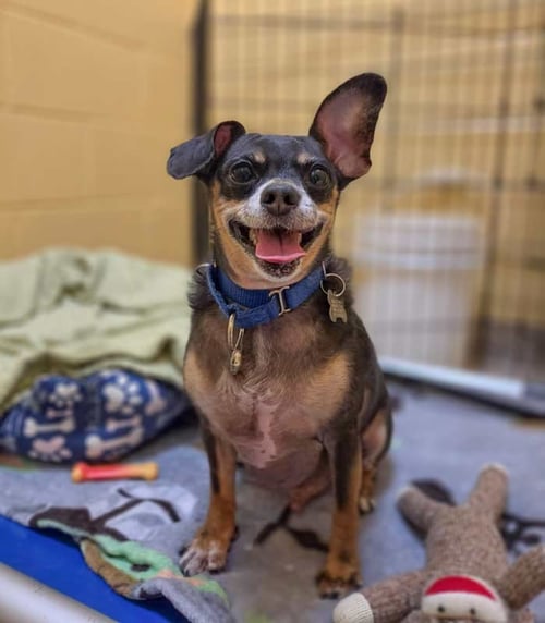 EUGENE - Chihuahua available for adoption