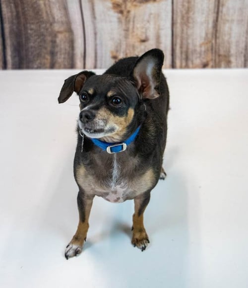 EUGENE - Chihuahua available for adoption