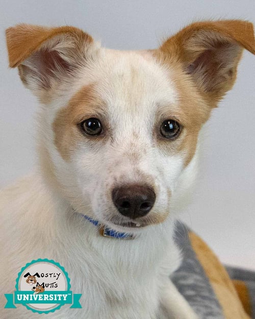 TURNER - Jack Russell Terrier / Spaniel available for adoption